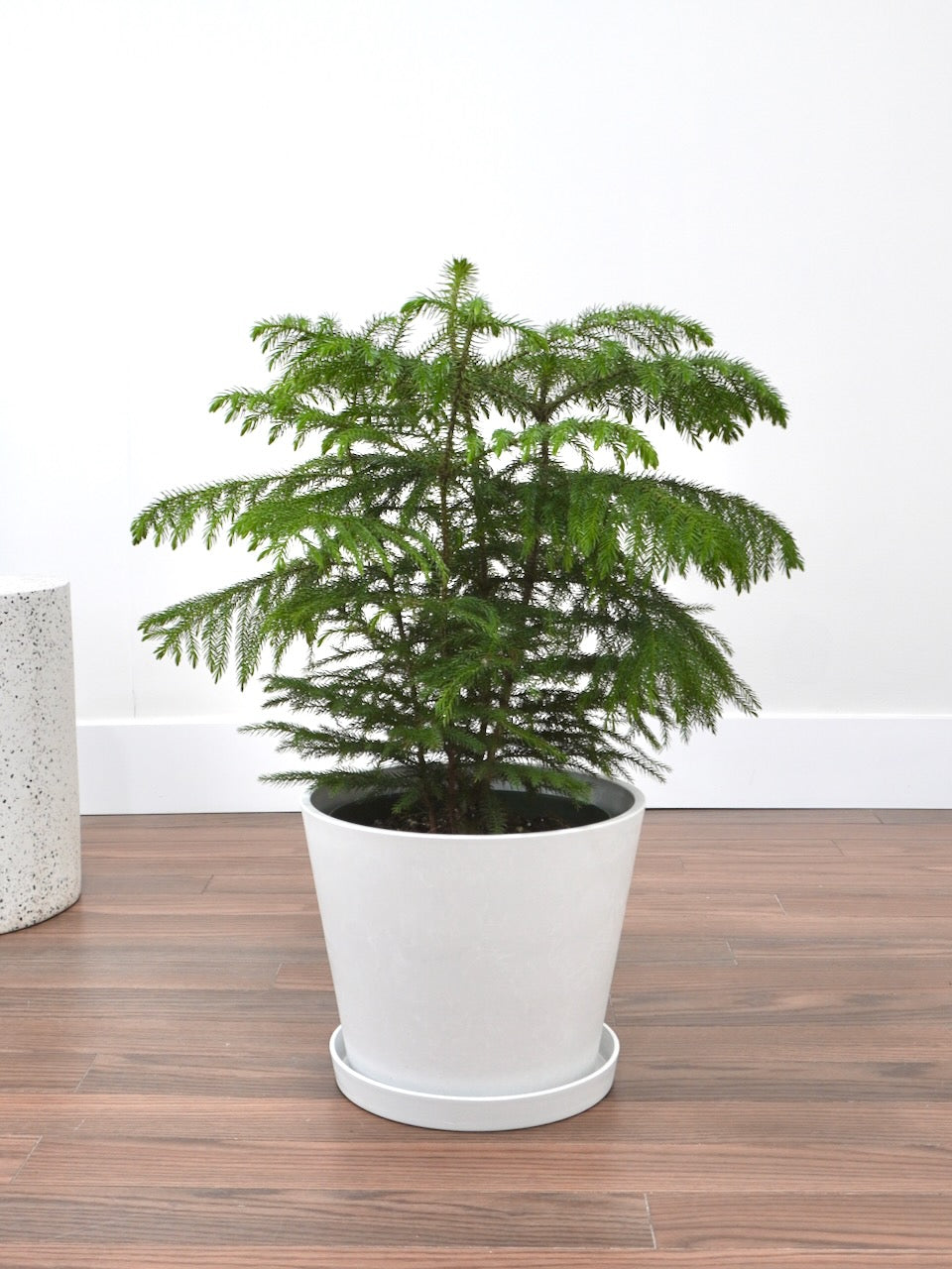 Noel the Norfolk Pine Tree, XL