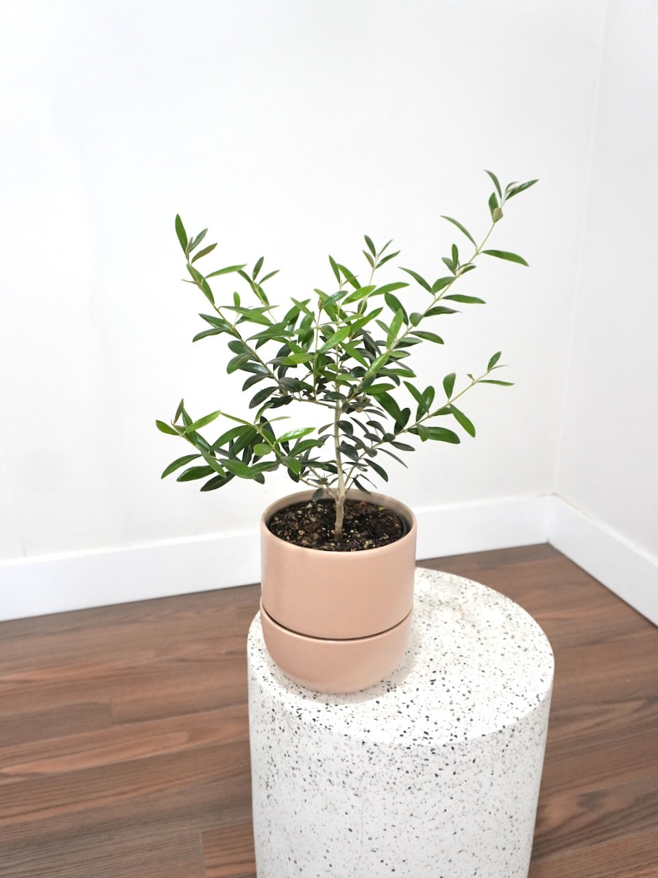 Olivia the Olive Tree, Medium