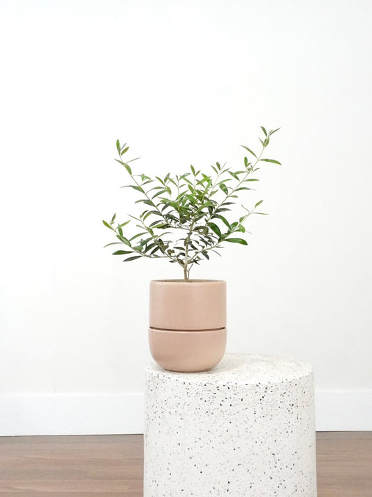Olivia the Olive Tree, Medium