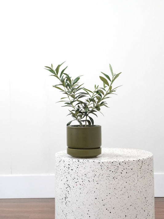Olivia the Olive Tree, Small