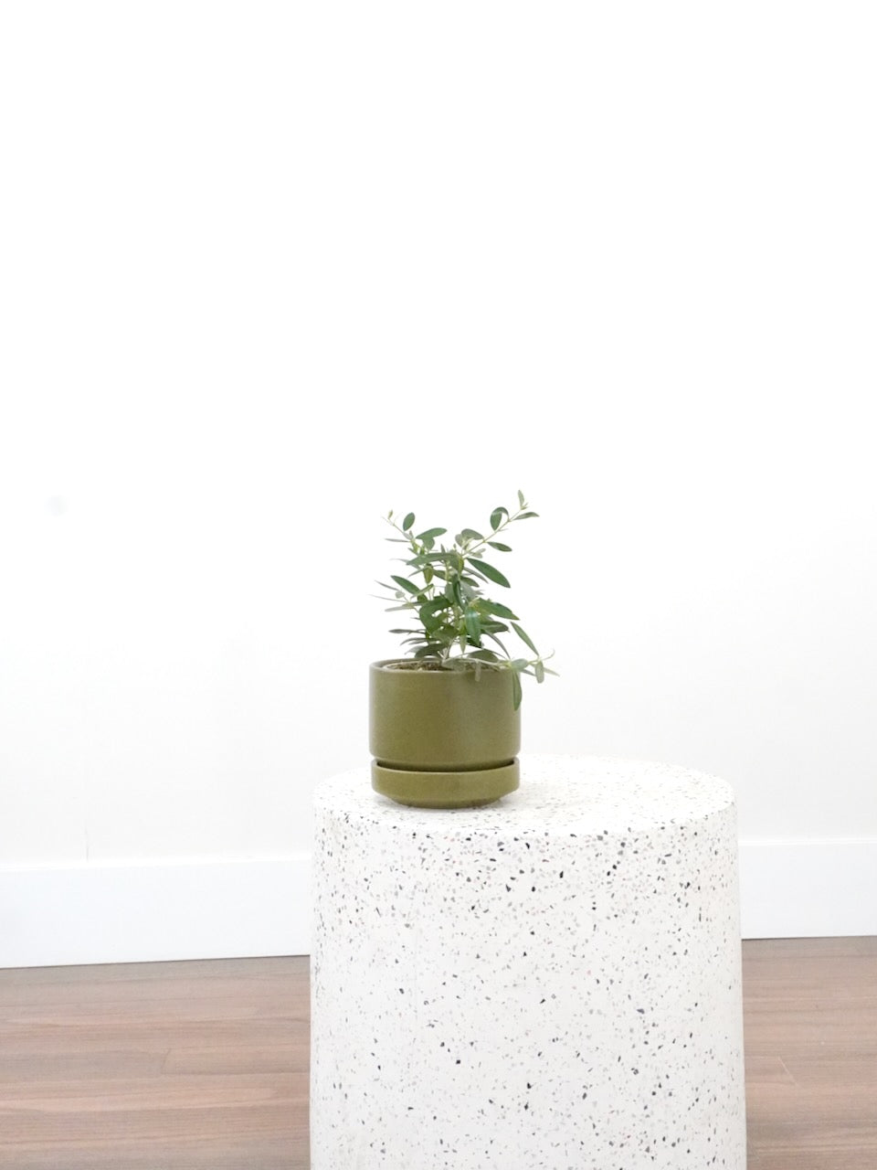 Olivia the Olive Tree, Small