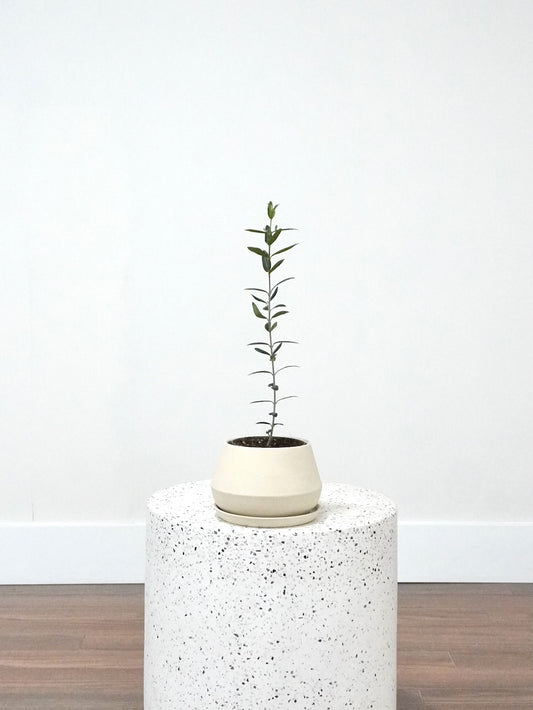 Olivia the Olive Tree, Small