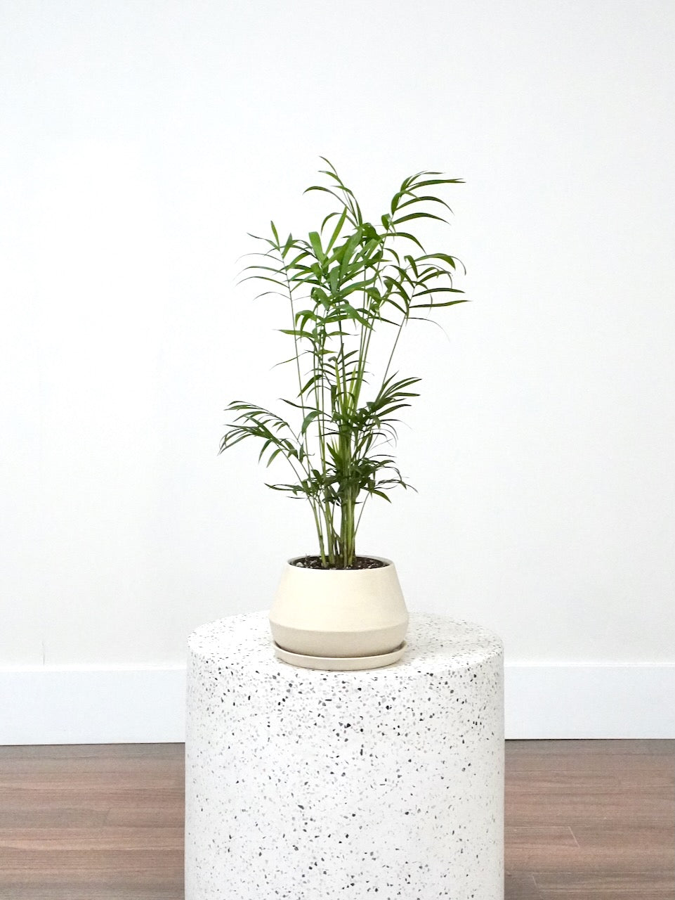 Mr. Carson the Parlour Palm, Small