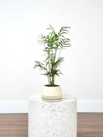 Mr. Carson the Parlour Palm, Small