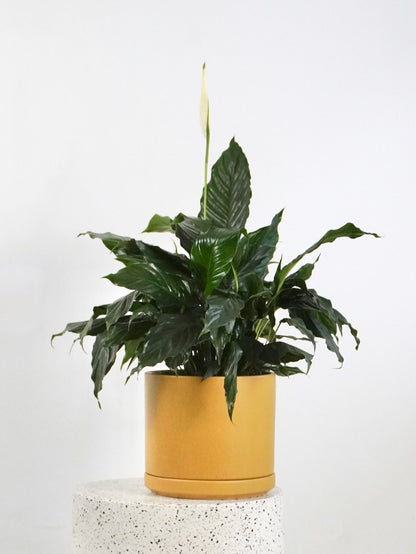 Calypso the Peace Lily, Large