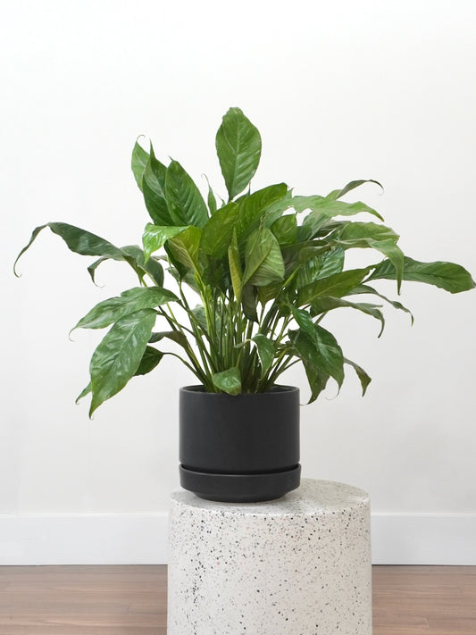 Calypso the Peace Lily 'Domino', Large