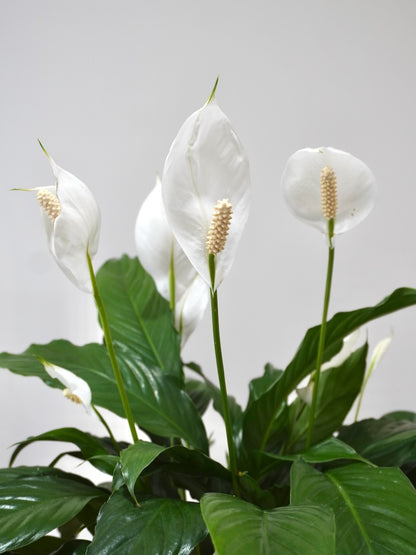 Calypso the Peace Lily, Large