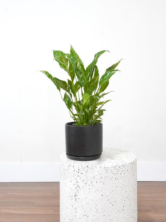 Calypso the Peace Lily 'Domino', Medium
