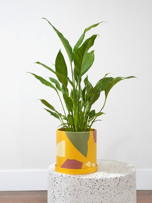 Calypso the Peace Lily 'Domino', Medium