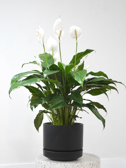 Calypso the Peace Lily, Large