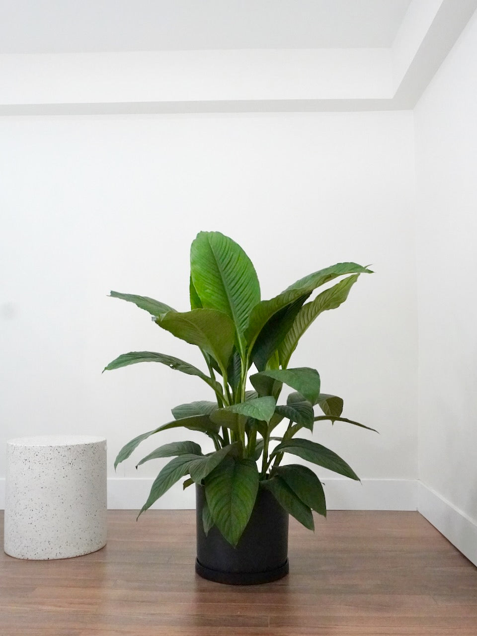 Calypso the Peace Lily Sensation, XL