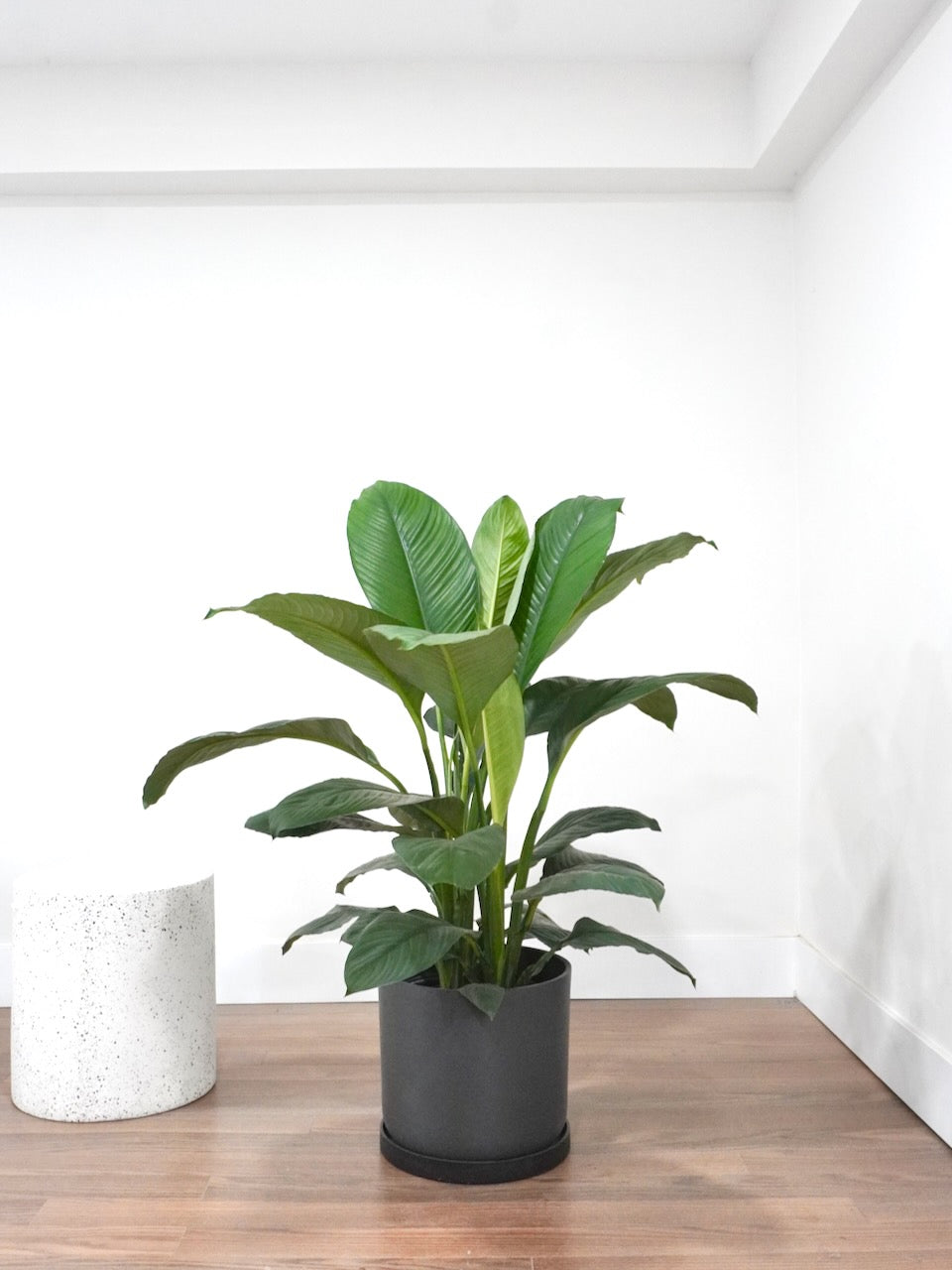 Calypso the Peace Lily Sensation, XL
