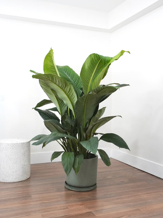Calypso the Peace Lily 'Giant Sensation', XL