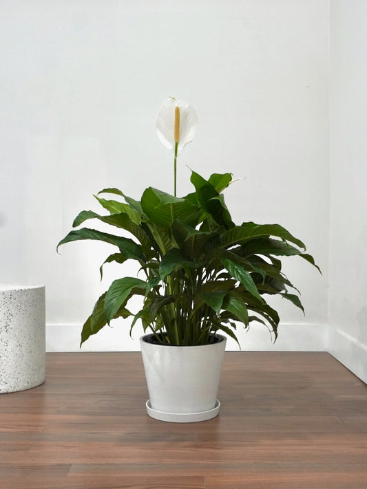 Calypso the Peace Lily, XL