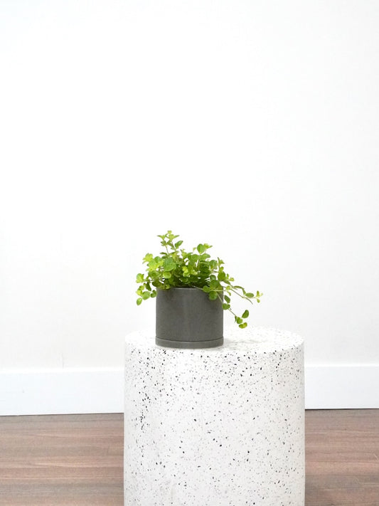 Pepper the Peperomia Rotundifolia, Small