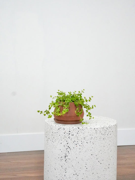 Pepper the Peperomia 'Deppeana', Small