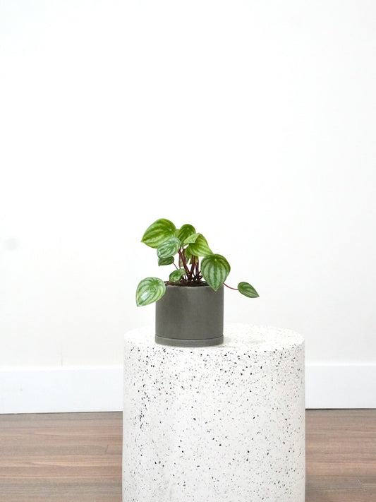 Pepper the Peperomia 'Watermelon', Small