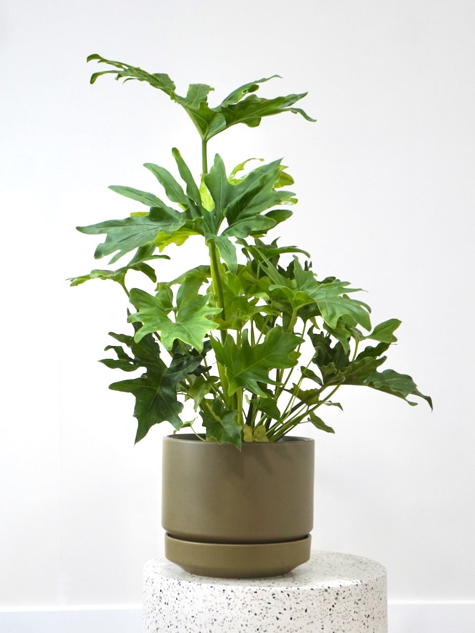 Phil the Philodendron Selloum 'Hope', Large