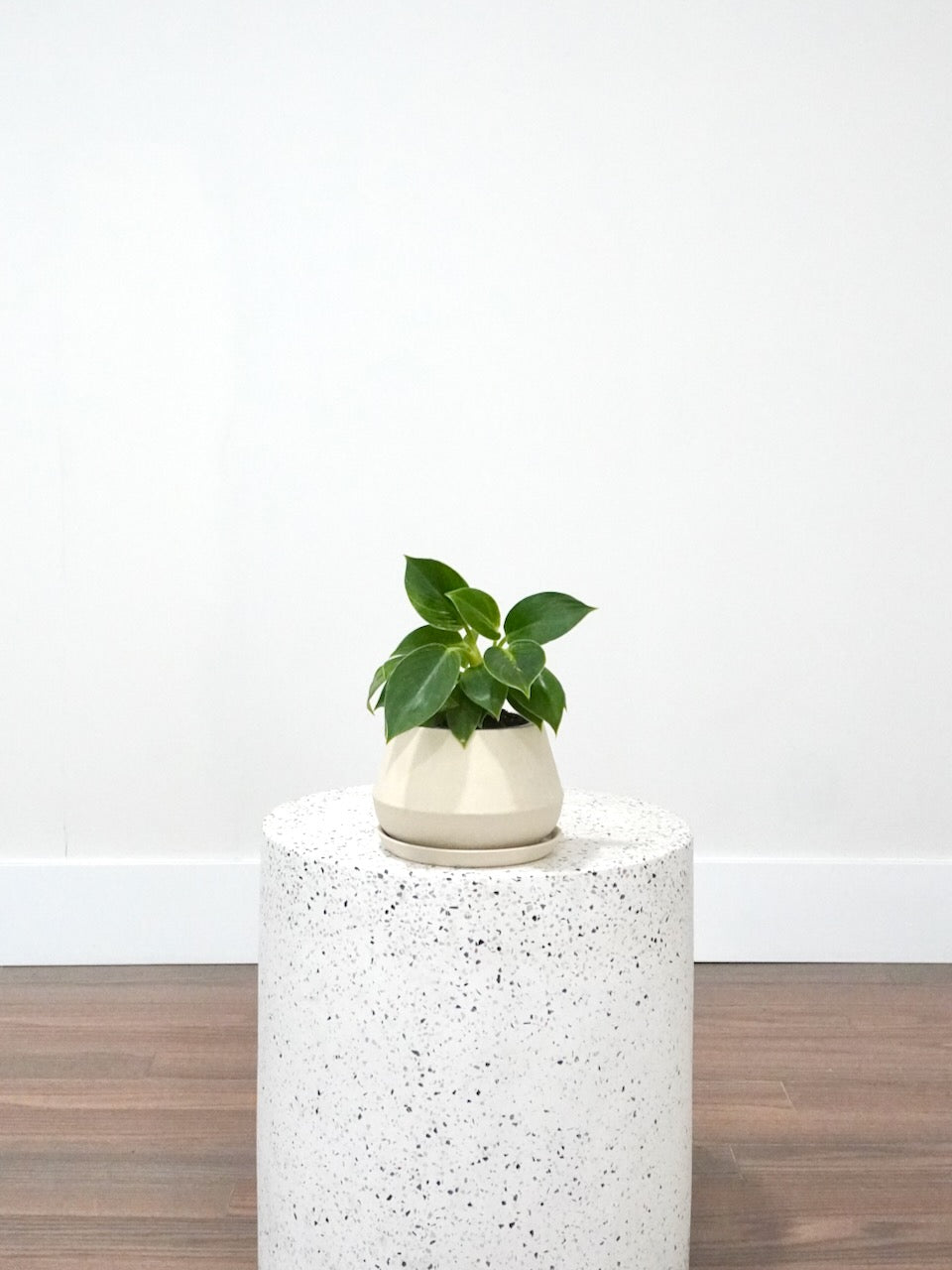 Phil the Philodendron 'Birkin', Small