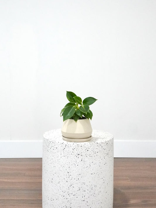 Phil the Philodendron 'Birkin', Small