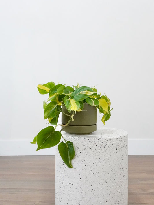 Pelé the Philodendron 'Brazil', Medium