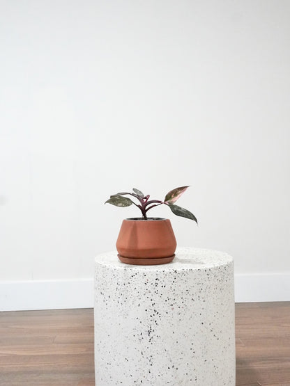 Barbie the Philodendron 'Pink Princess', Small