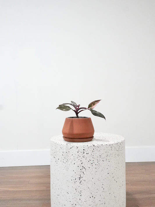 Barbie the Philodendron 'Pink Princess', Small