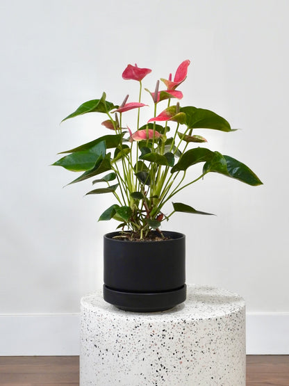 Nell the Pink Anthurium, Medium