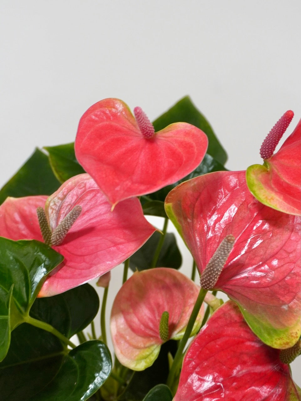 Nell the Pink Anthurium, Medium