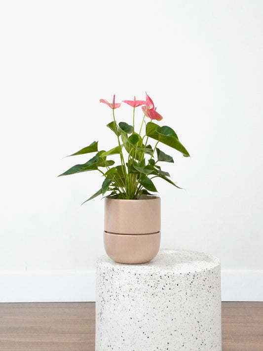 Nell the Pink Anthurium, Medium
