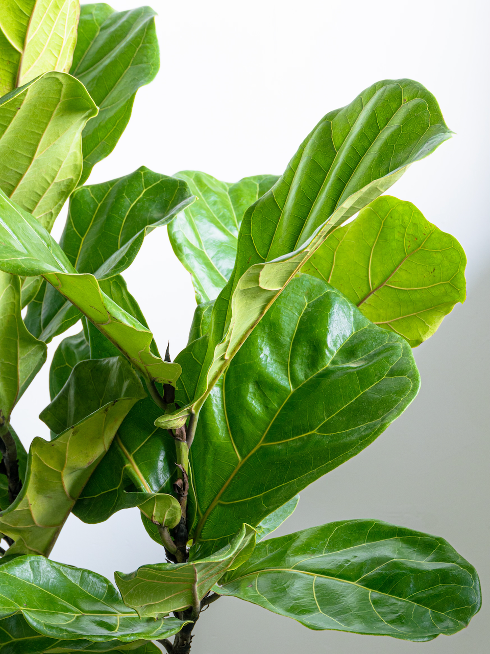 Figgy the Fiddle Leaf Fig 'Bush', XL