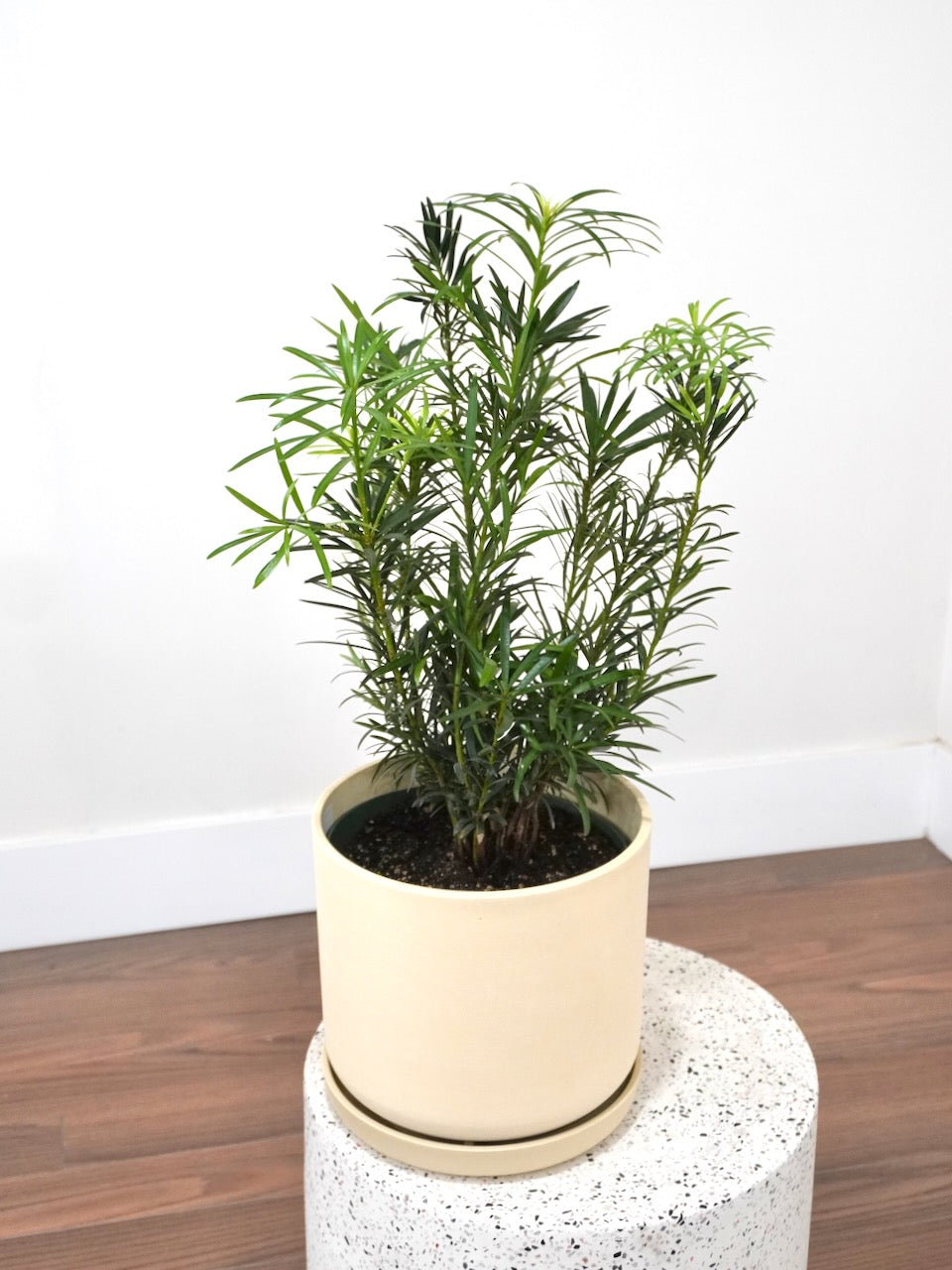 Kappa the Podocarpus Maki Pine, Large