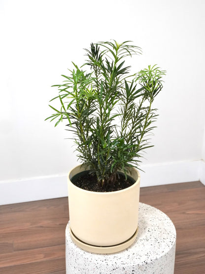 Kappa the Podocarpus Maki Pine, Large