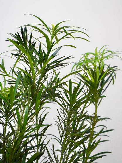 Kappa the Podocarpus Maki Pine, Large