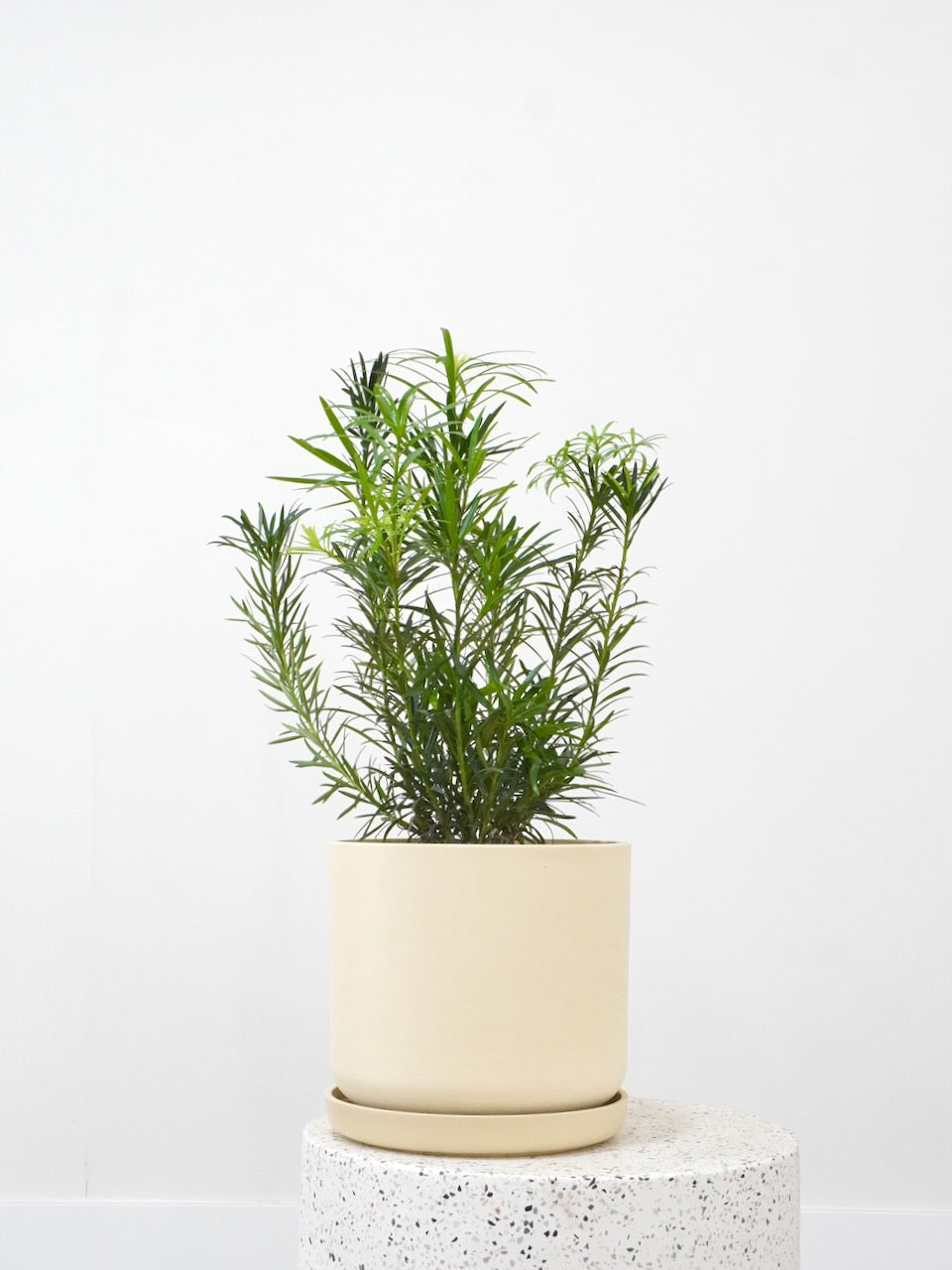 Kappa the Podocarpus Maki Pine, Large