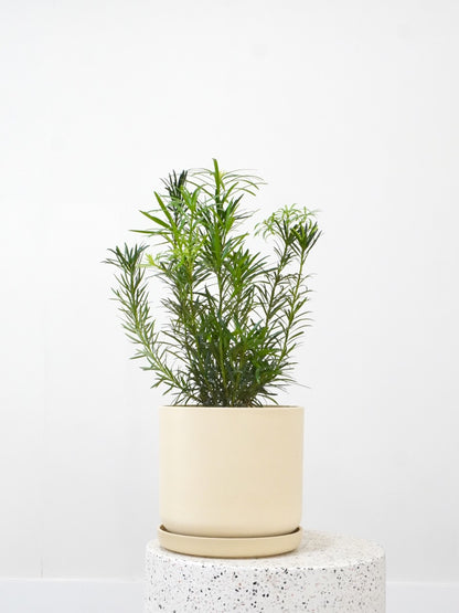 Kappa the Podocarpus Maki Pine, Large
