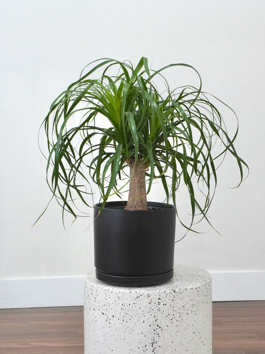 Amigo the Ponytail Palm, Large