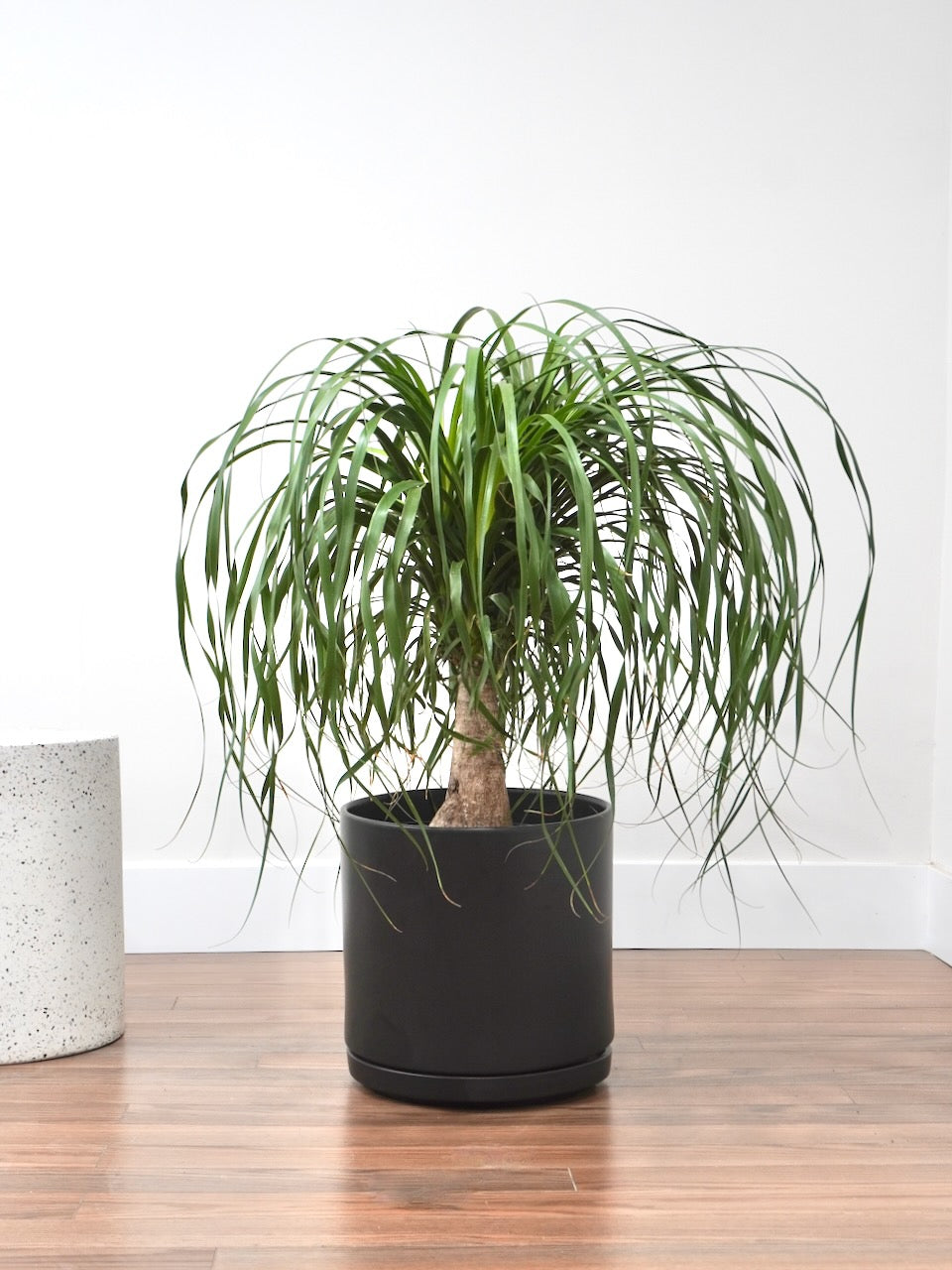 Amigo the Ponytail Palm, XL