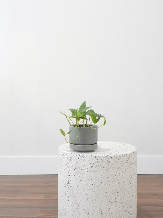 Jab-Jab the Pothos 'Cebu Blue', Small