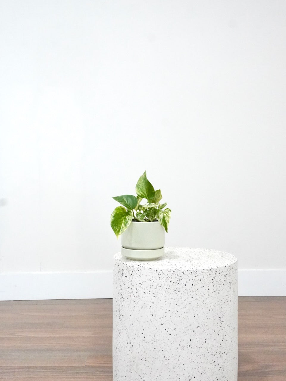 Jab-Jab the Marble Queen Pothos, Small