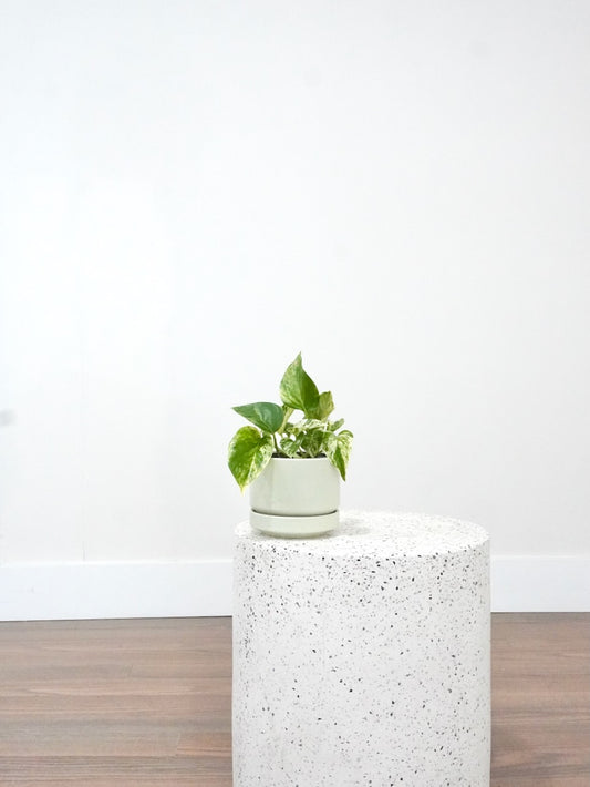 Jab-Jab the Marble Queen Pothos, Small