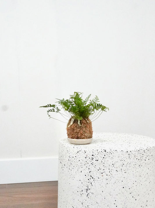Hopper the Rabbit's Foot Fern 'Kokedama', Small
