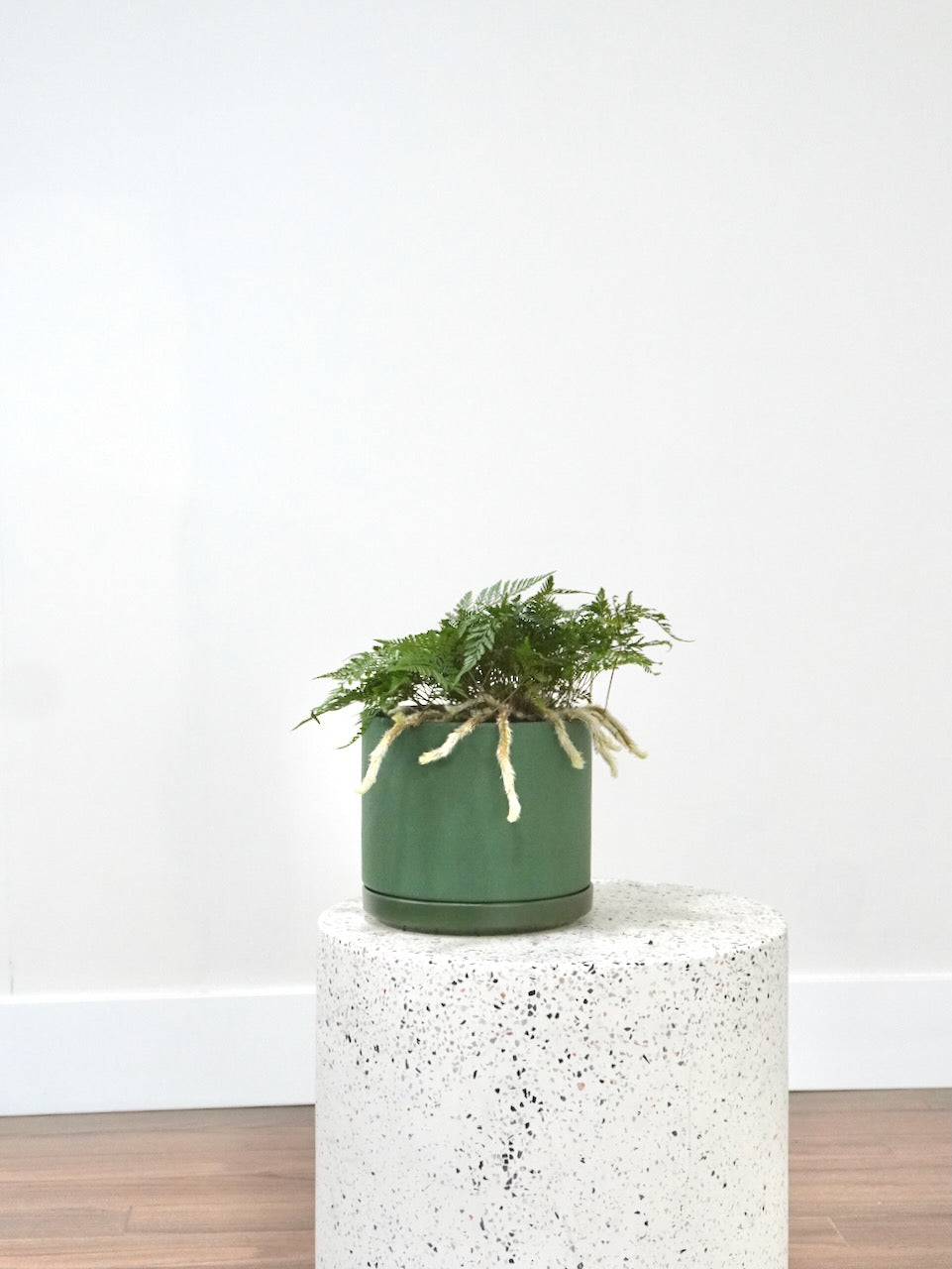 Hopper the Rabbit's Foot Fern, Medium