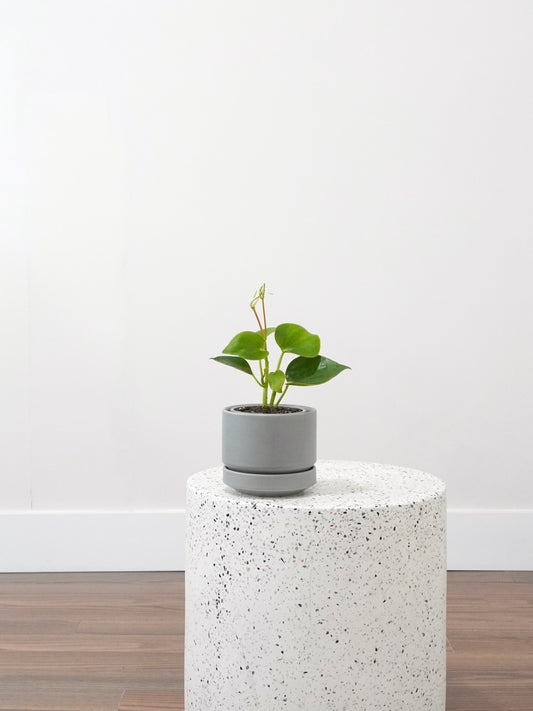 Pepper the Peperomia 'Raindrop', Small