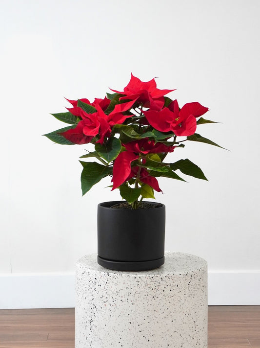 Rudolph the Red Poinsettia, Medium