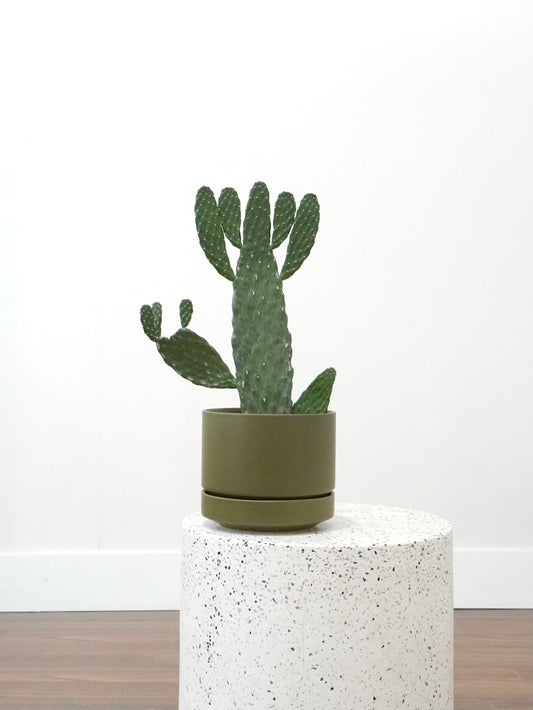 Wile E. the Road Kill Cactus, Medium