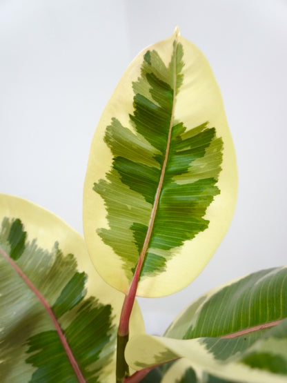 Big Red the Rubber Tree Tineke, Medium