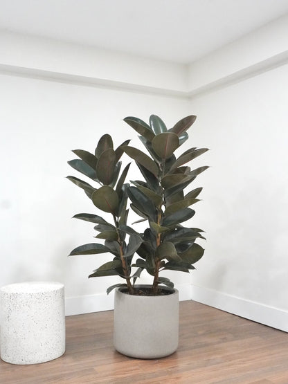 Big Red the Rubber Tree Burgundy Bush, XXL