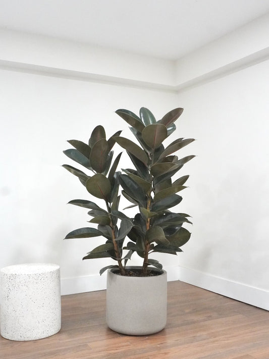 Big Red the Rubber Tree Burgundy Bush, XXL