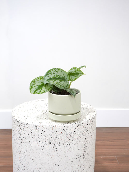 Drizzy the Satin Pothos, Small